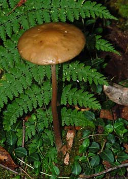 fungi064