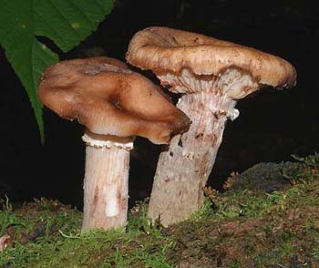 fungi065