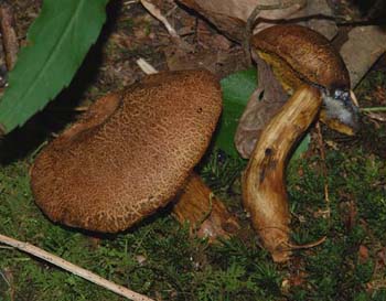 fungi066