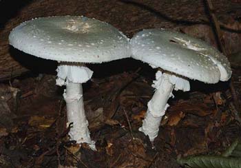 fungi067