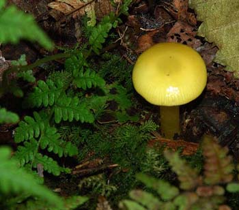 fungi071