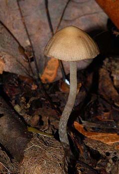 fungi072