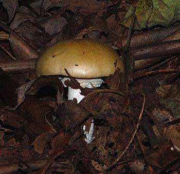 fungi075