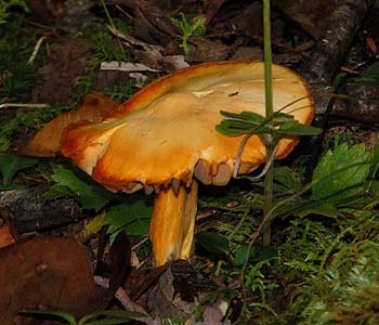 fungi077