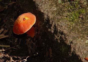 fungi078
