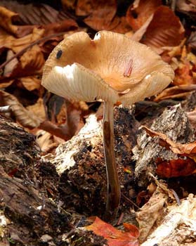 fungi079