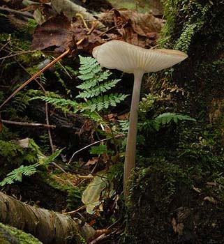 fungi081