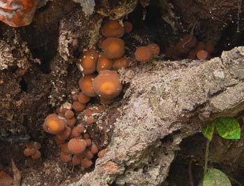 fungi082