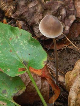 fungi083