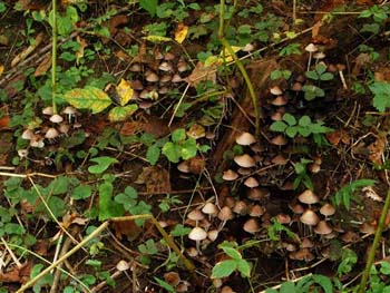fungi084