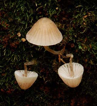 fungi085