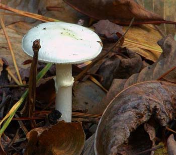 fungi086