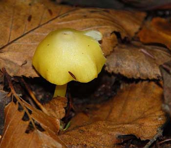 fungi087