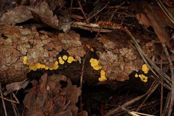 fungi088