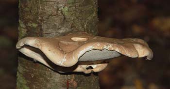 fungi090