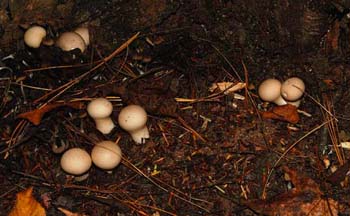 fungi091