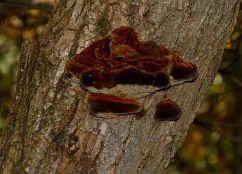 fungi093