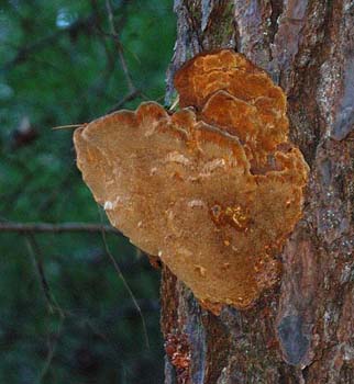 fungi094