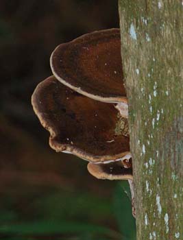 fungi095