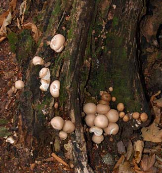 fungi096