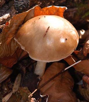 fungi097
