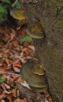 fungi098