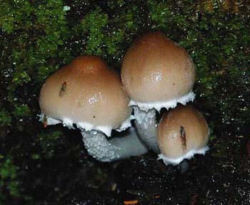 fungi099