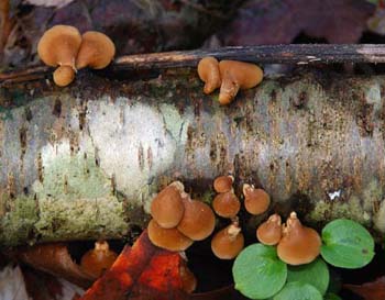 fungi100