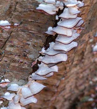 fungi101