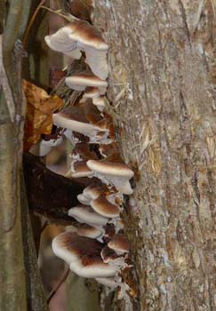 fungi102