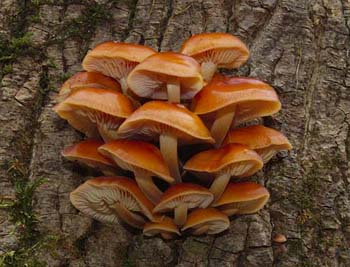 fungi103