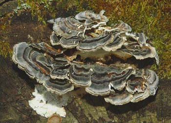 fungi104