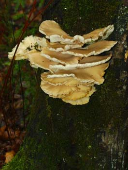fungi105