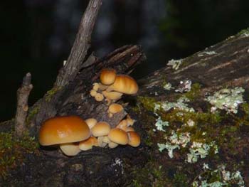 fungi106