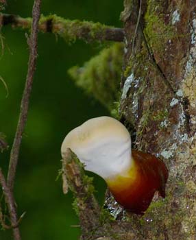 fungi107