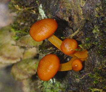 fungi108