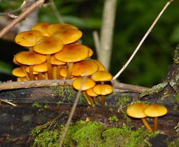 fungi109