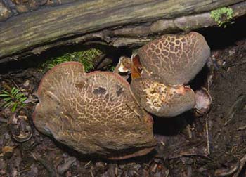 fungi112
