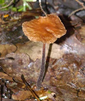 fungi113