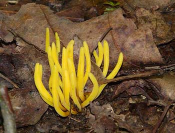 fungi114