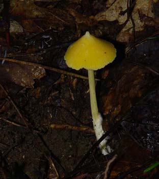 fungi115