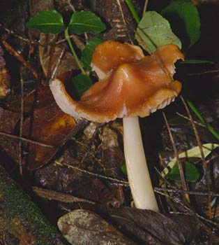 fungi116