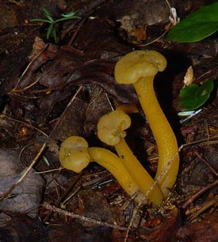 fungi117