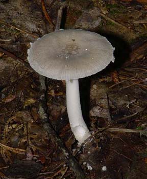 fungi118