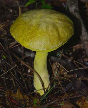 fungi119