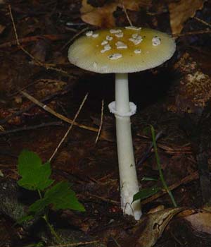 fungi120