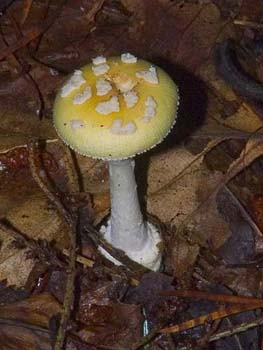 fungi121
