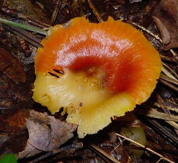 fungi122