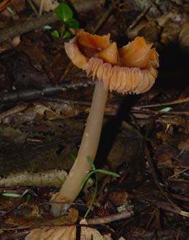 fungi123