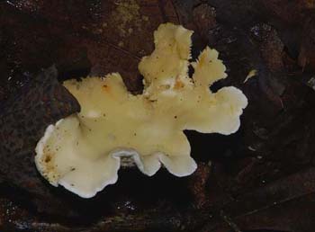 fungi124